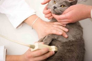 ultrasound for pets