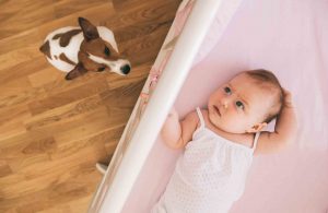 A puppy looking up at a baby