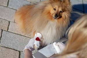 A dog being given first aid