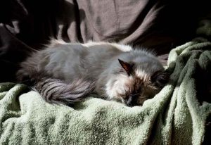 A cat sleeping on a towel