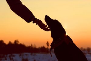 A dog and owner silhouetted in a sunset
