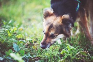 A dog sniffing poop