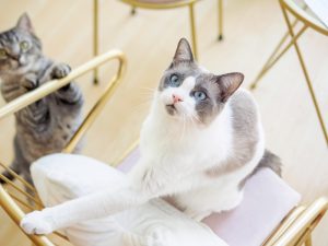 A pair of cats climbing on furniture