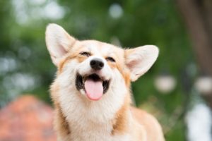 A goofy dog smiling