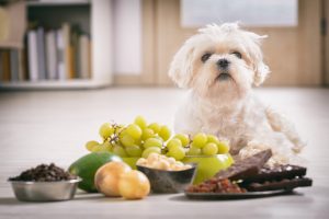 A white dog in front of several foods