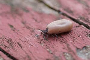 A tick on wood