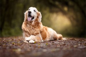 An older golden retriever laying on the ground with a big smile
