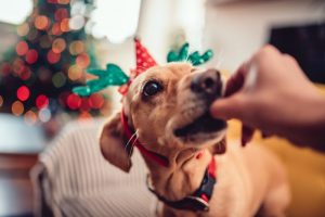 A dog wearing a Christmas hat, and getting a treat