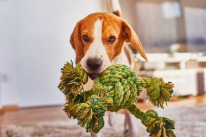 A beagle with a rope toy
