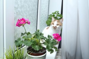 A cat sitting near flowers