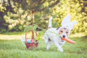 A dog wearing bunny ears with an easter basket