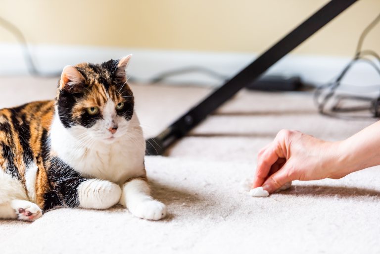 Hairballs When to Worry About Your Cat, And When to Simply Clean Up
