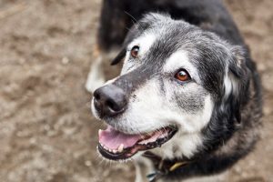 An older dog looking up at the camera