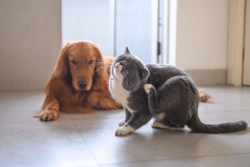 Cat scratching external parasites