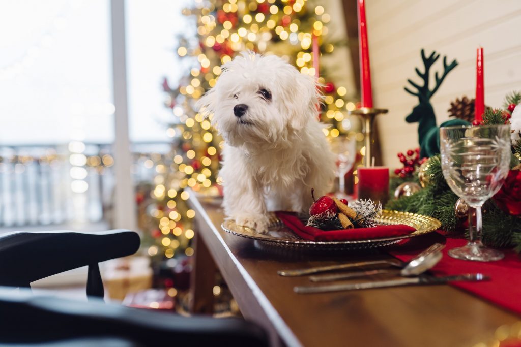 Dog and a holiday plate.