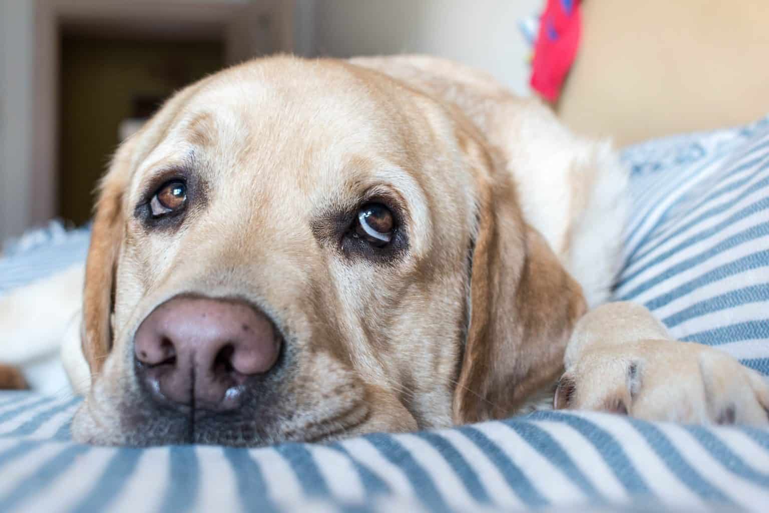 Does My Dog Have a Cold? Parkside Animal Hospital Parkside Animal