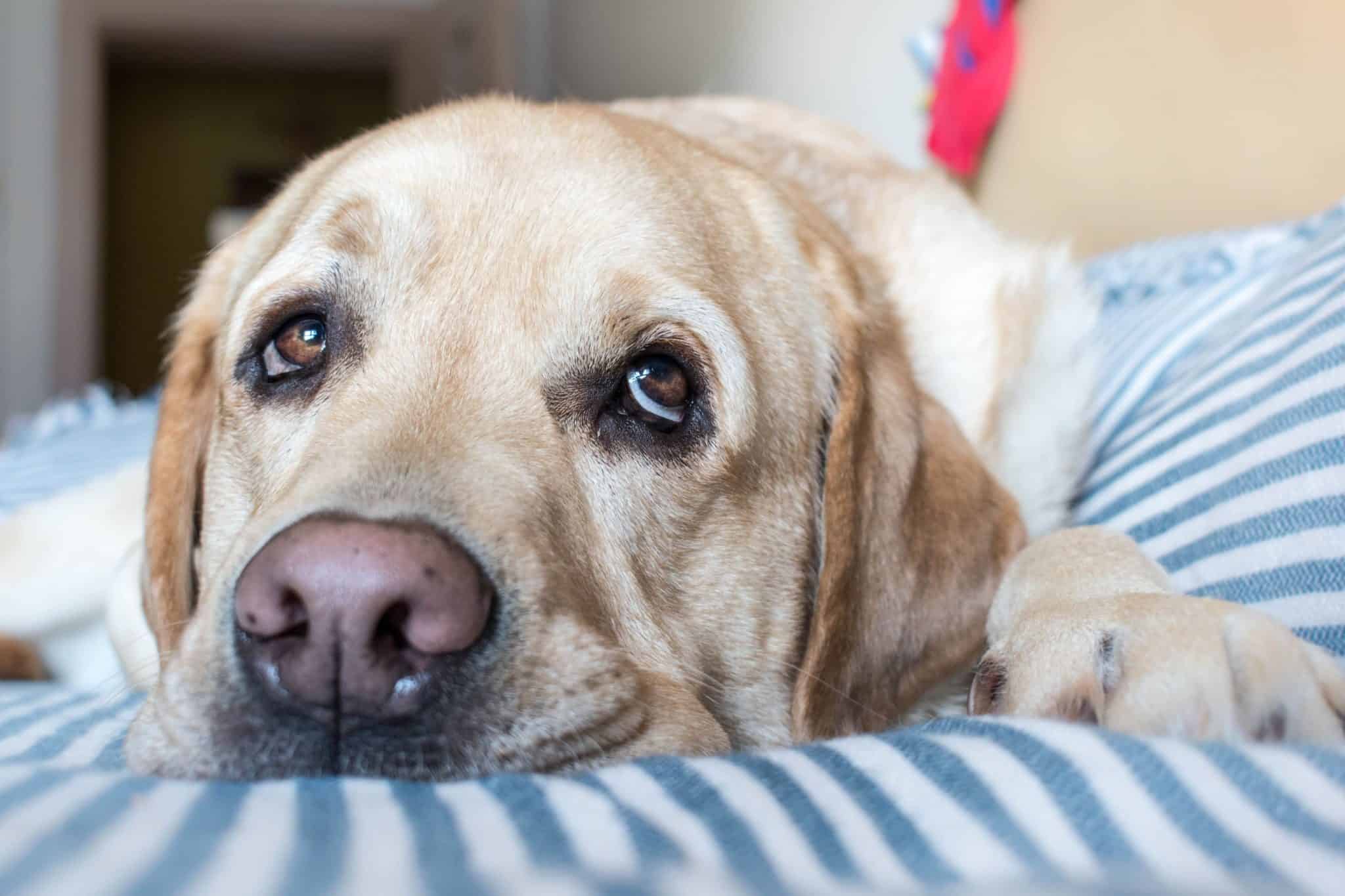 Does My Dog Have a Cold? Parkside Animal Hospital Parkside Animal