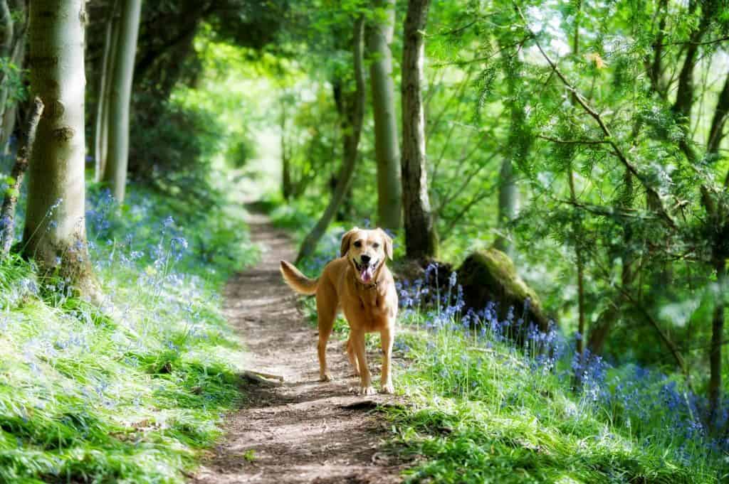 A dog in the forest.