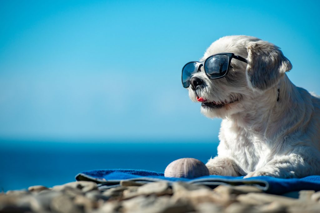 Small dog wearing sunglasses relaxing on the beach.