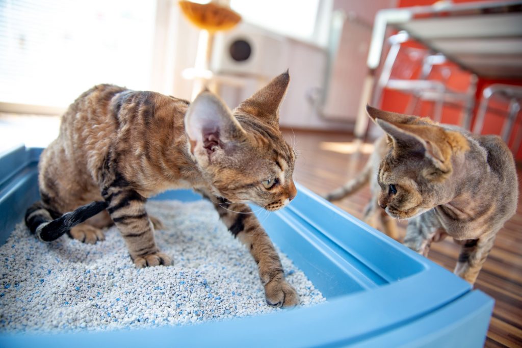 Choosing The Best Kitty Litter for Feline Health and Happiness