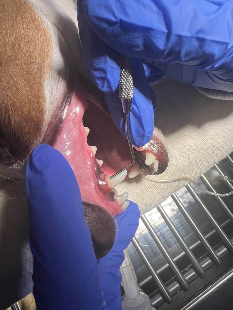 Dog receiving a professional dental cleaning at the veterinary hospital.