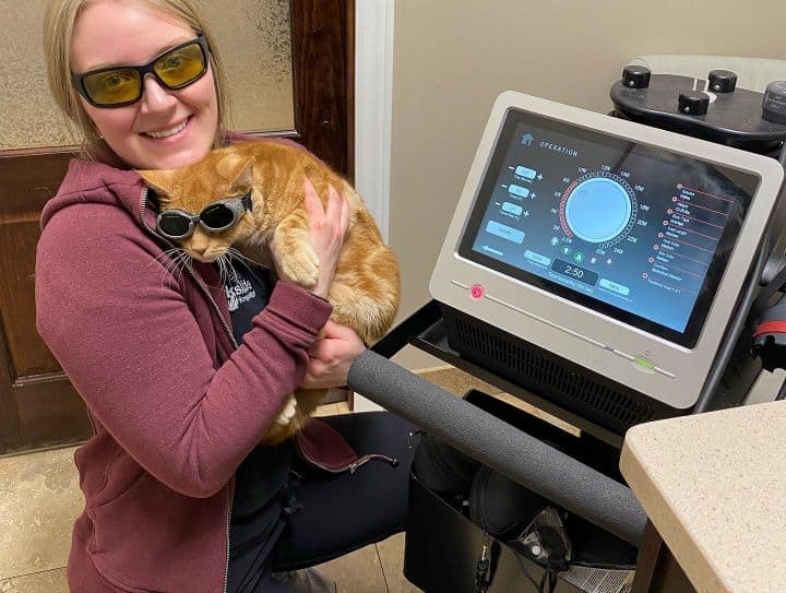 A member of the Parkside Animal Hospital team giving laser therapy to a cat.