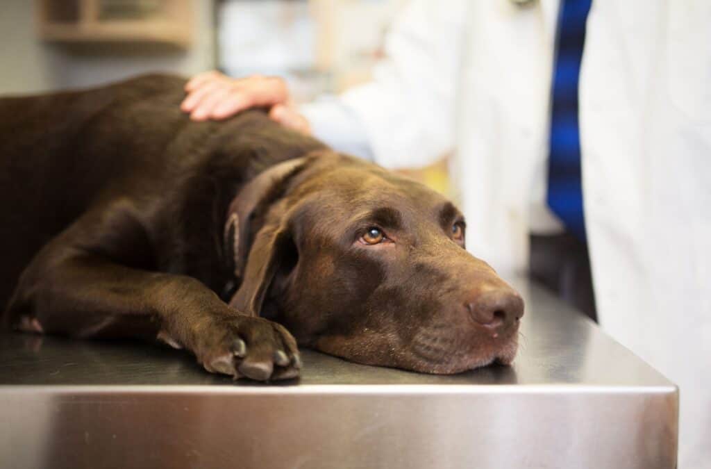 Chocolate lab at veterinary surgical office.
