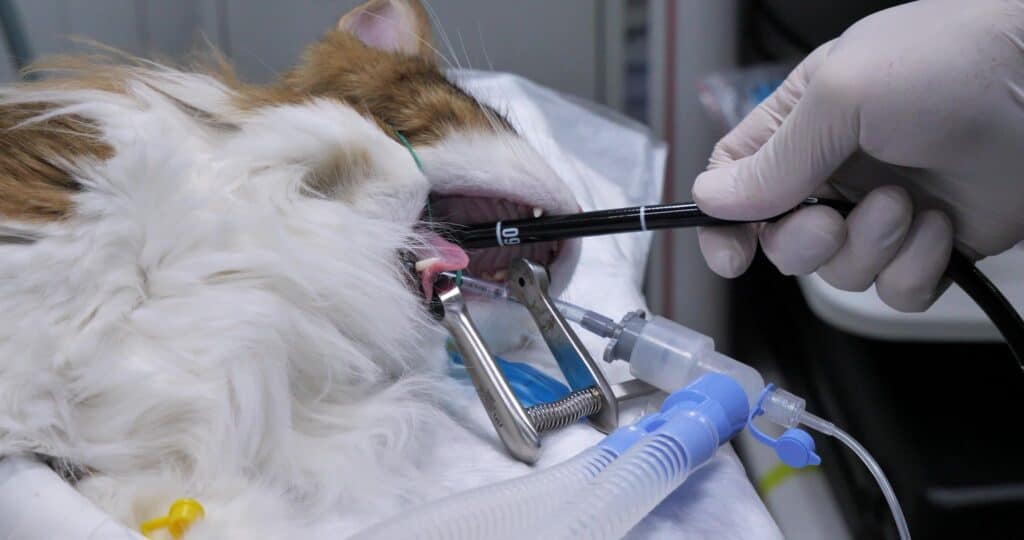 cat getting an endoscopy at the veterinary.