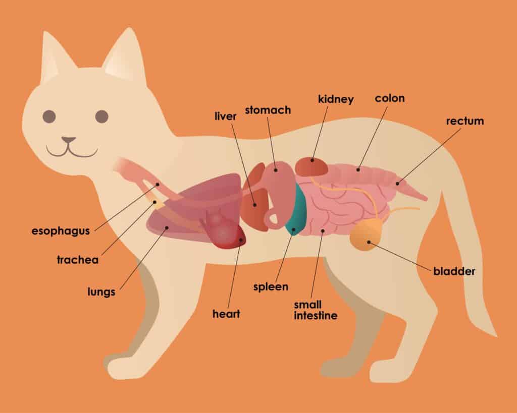 https://www.istockphoto.com/vector/cats-organ-anatomy-diagram-vector-illustration-gm656929358-119671671.