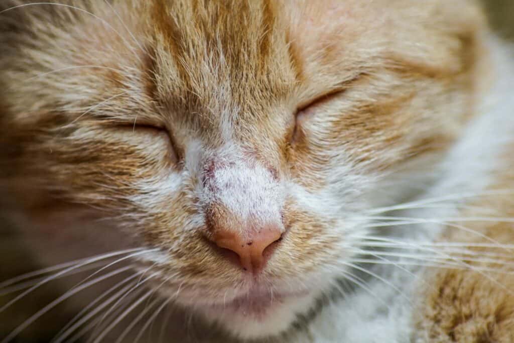 Rhinitis and Sinus Infections in Cats