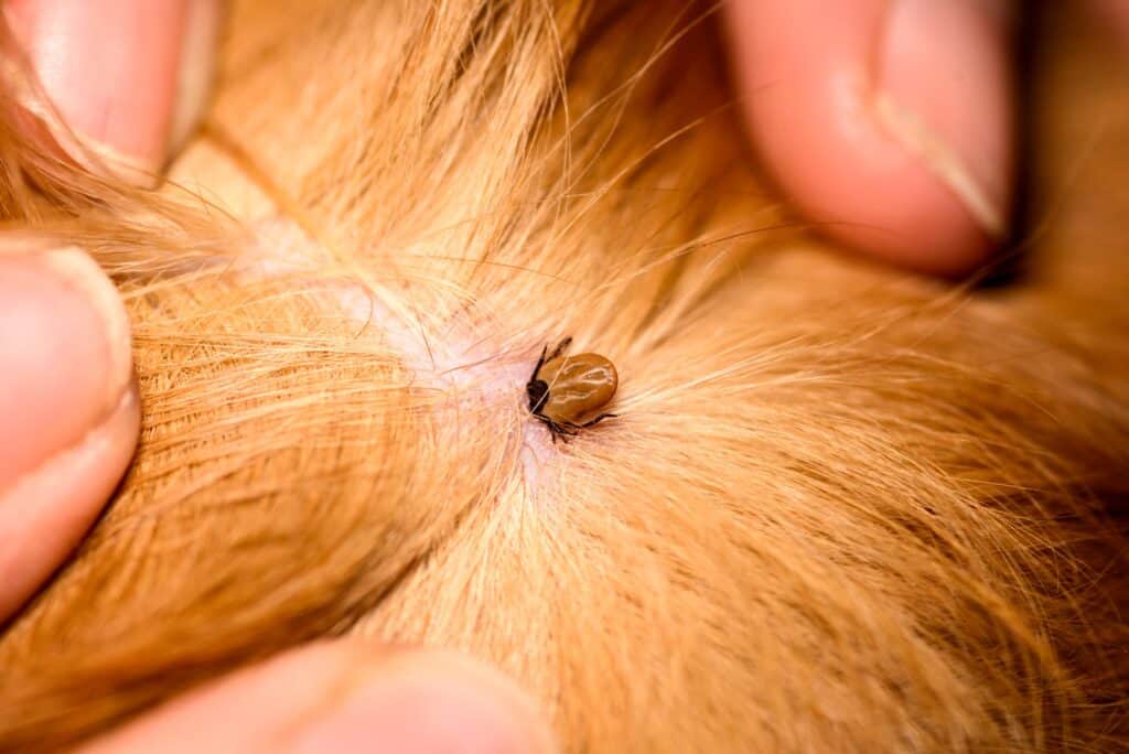 Tick Season in Canada and Lyme Disease Treatment for Dogs