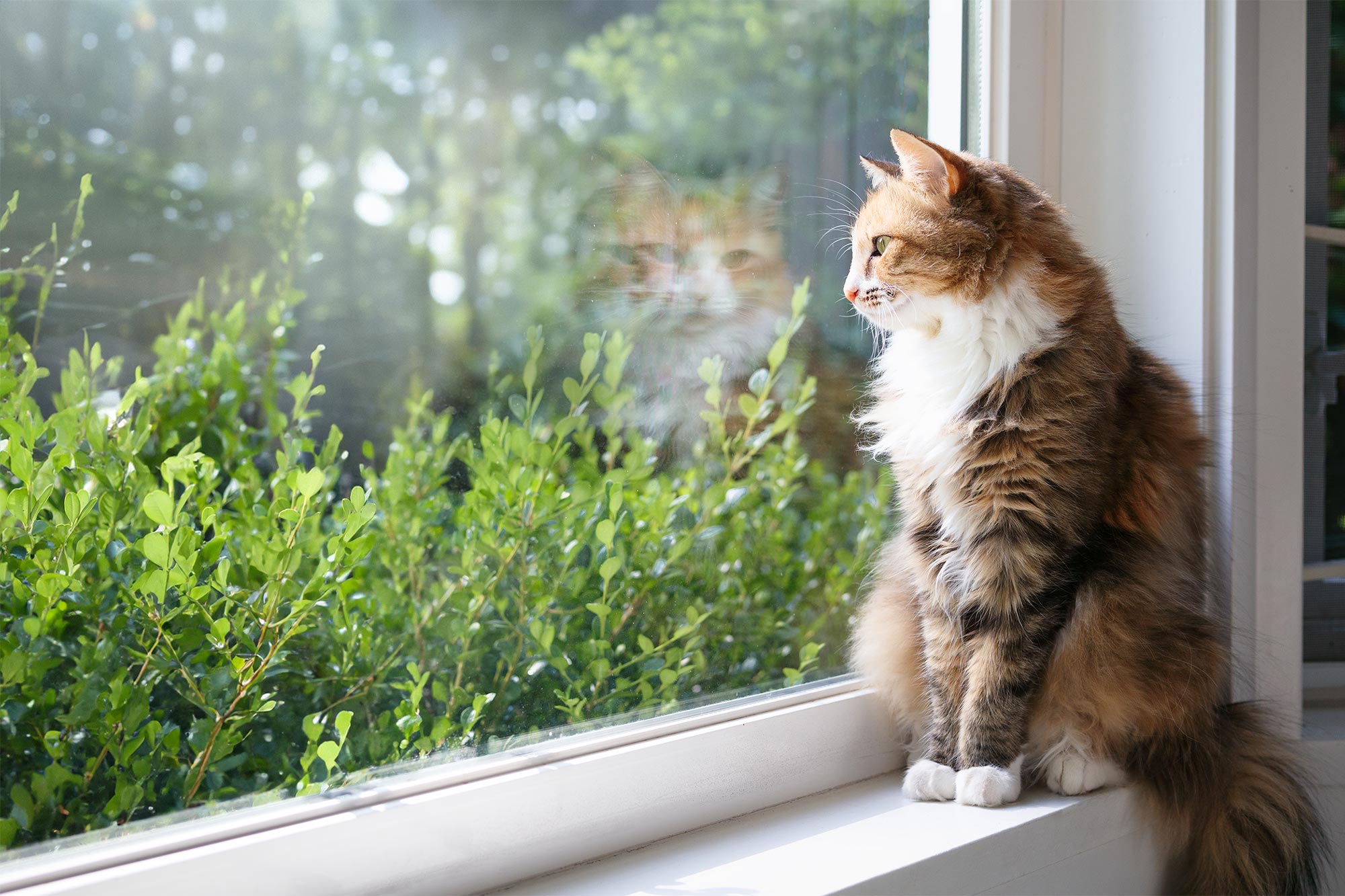 Relaxed cat sitting on window sill