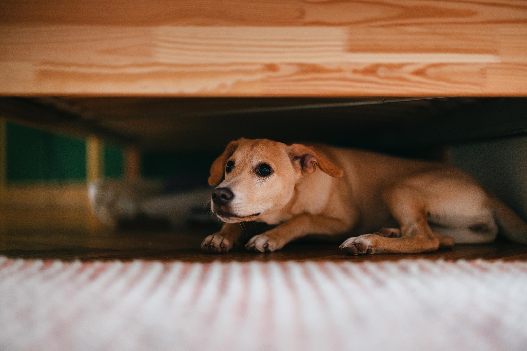 scared dog hiding under a bed