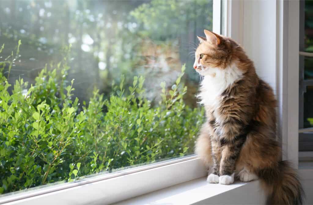 Relaxed cat sitting on window sill.