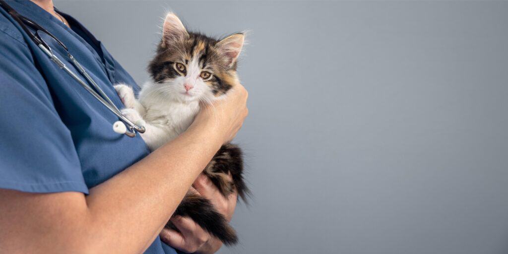veterinarian examing a cat.