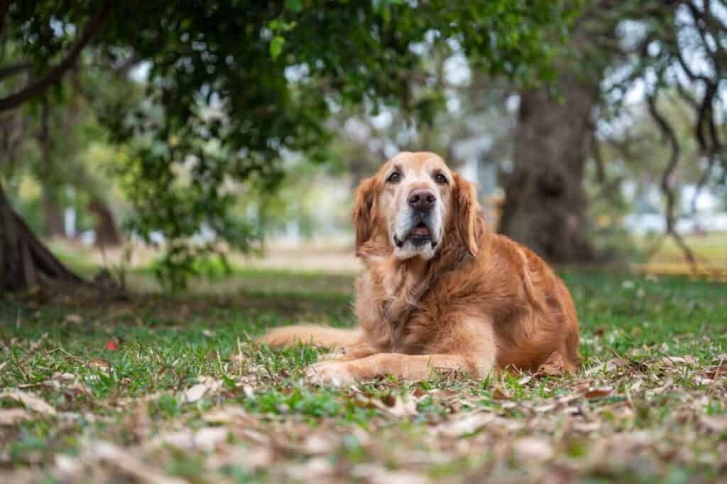 Old Golden Retriever Laying Down On Grass in a Park.