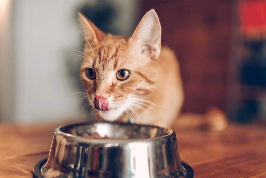 cat eating out of a bowl.