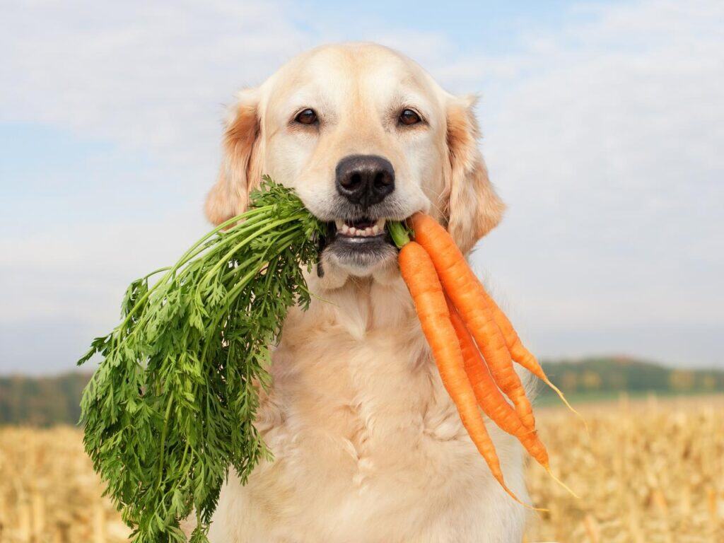 dog with carrot sticks in its mouth.