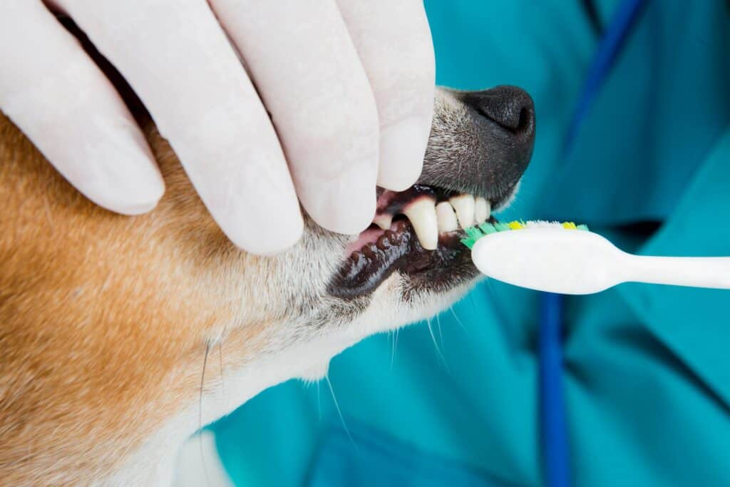 dog dental cleaning.