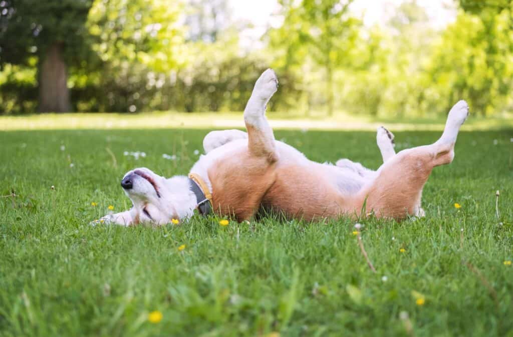 Funny beagle lying down on field of grass.
