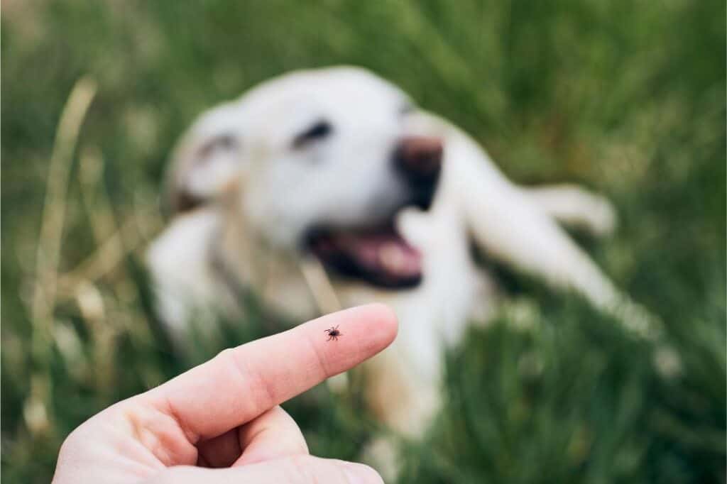 tick on human finger.