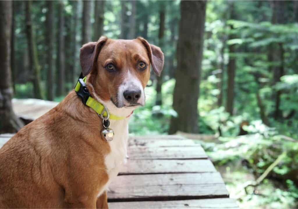 Cute dog on wooden trail in front of defocused forest.