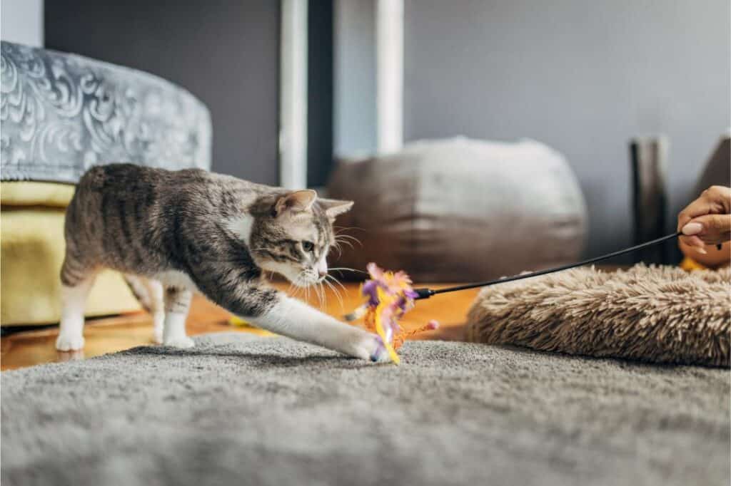 Domestic cat playing with female owner.