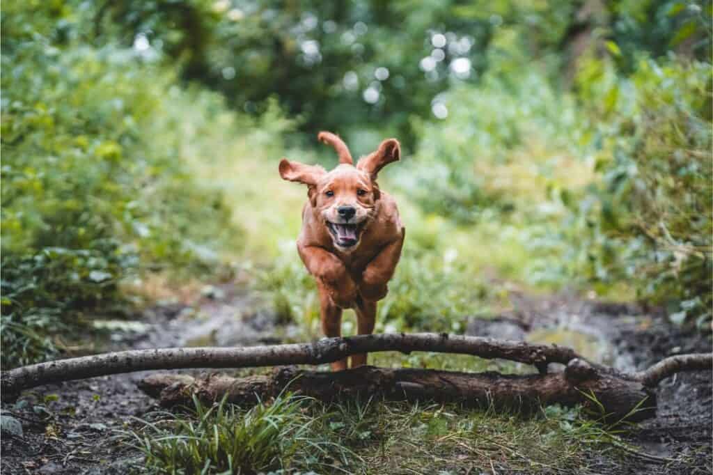 Golden Retriever Puppy jumping in a field.