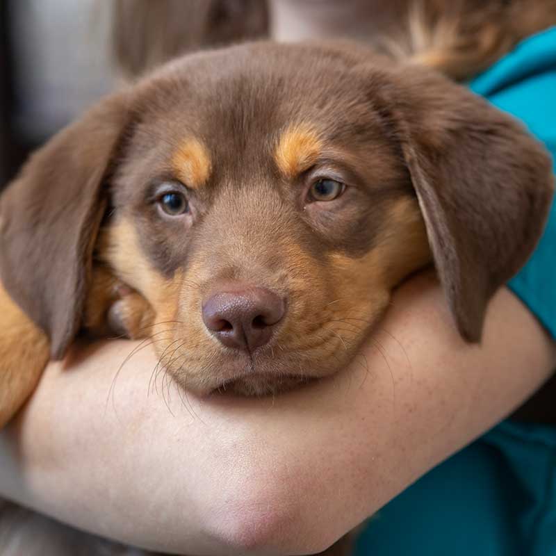Cute puppy being held by vet.