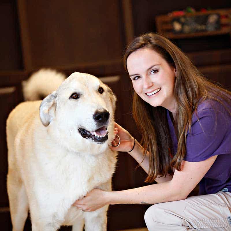 Yellow lab mix smiling with a vet tech