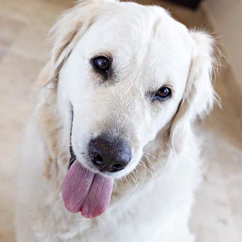 A yellow lab mix smiling up