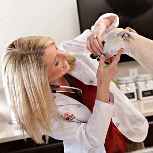 A doctor checking a dog's teeth