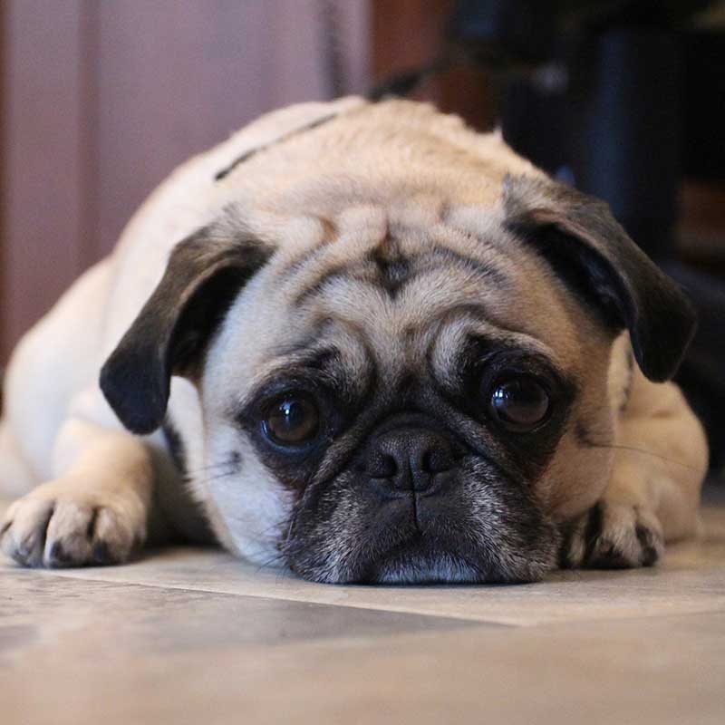 A pug laying on the ground