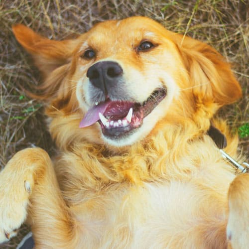 playful dog laying on back in the grass